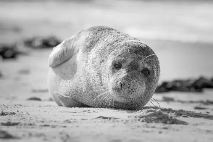 young grey seal on the beac in black and white
