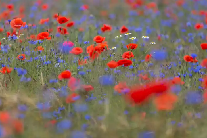 Poppy and bluebottles and camomile in a field