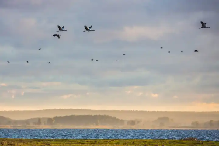 Kraniche fliegen in Landschaft in mecklenburg-Vorpommern