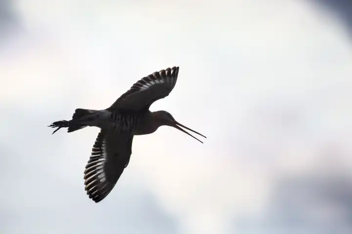 bar-tailed godwit limosa limosa flying