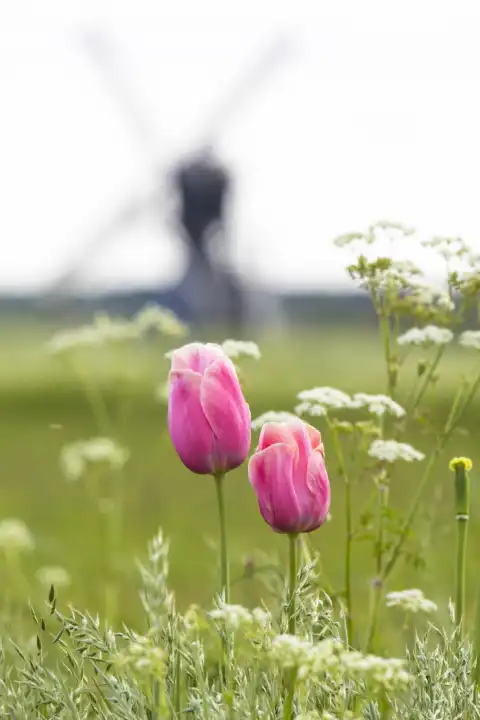 Tulpen mit Windmühle auf Texel Niederlande