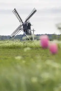 Windmühle mit tulpen auf Texel Niederlande
