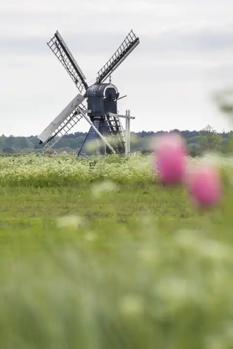 Windmühle mit tulpen auf Texel Niederlande