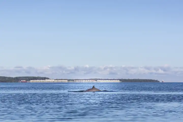 whale in the baltic sea