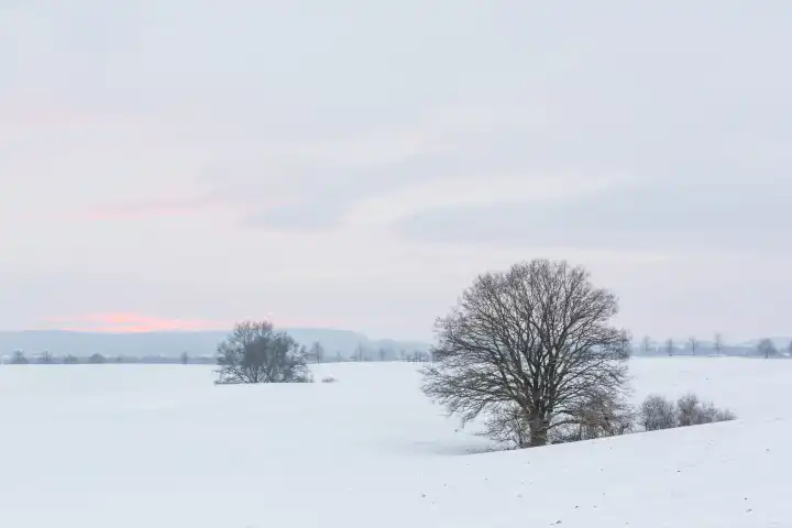 winterly landscape with trees at the horizon