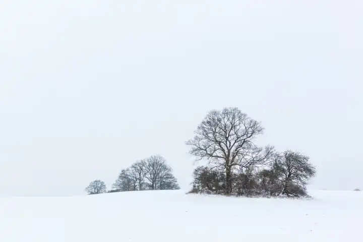 winterly landscape with trees at the horizon