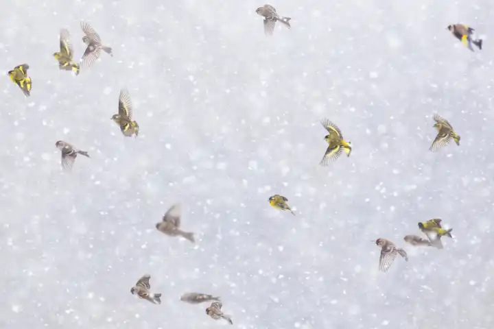 siskin and redpoll birds flying