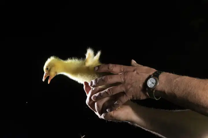 gosling escaping from hand