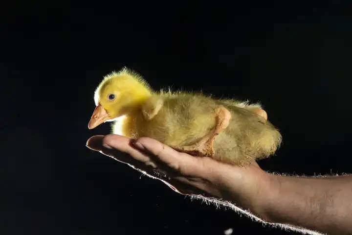 gosling on hand