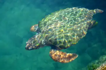 Water turtle swimming on Aegean coast in Turkey
