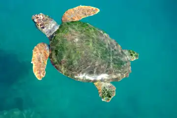 Wasserschildkröte schwimmt an der ägäischen Küste in der Türkei
