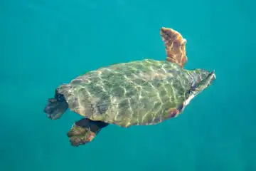 Wasserschildkröte schwimmt an der ägäischen Küste in der Türkei