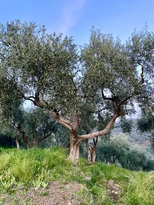 Olivenhain in Moltedo (Montegrazie) Imperia Ligurien Italien