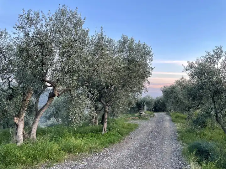 Olive grove in Moltedo (Montegrazie) Imperia Liguria Italy