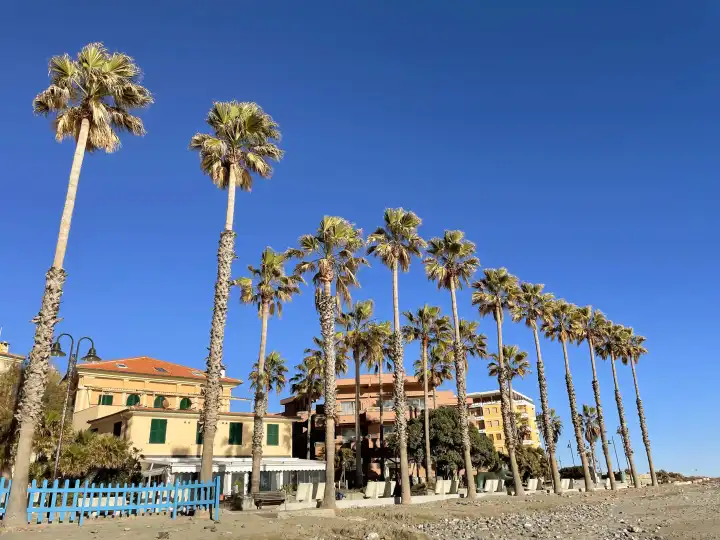 Palmen am Strand von San Lorenzo al Mare Imperia Ligurien Italien