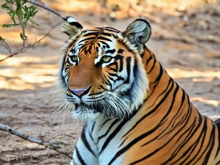 Portrait eines Tigers, KI generierte Illustration.