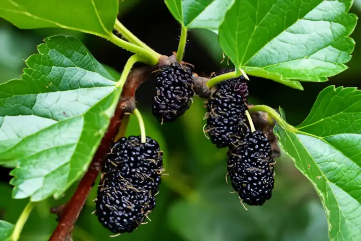Schwarze Maulbeere mit Blättern und unreifen Früchten, KI Generative Illustration.