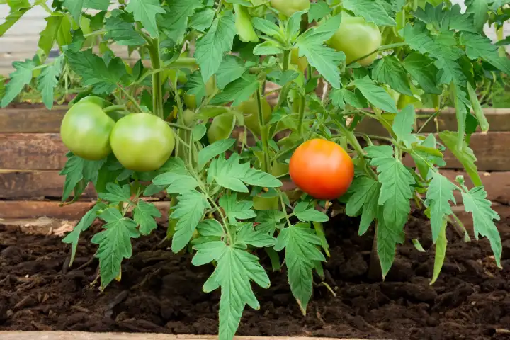Tomato growing in raised bed, AI generated,