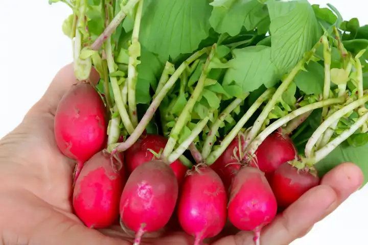 A bunch of radishes in your hand, AI generated,