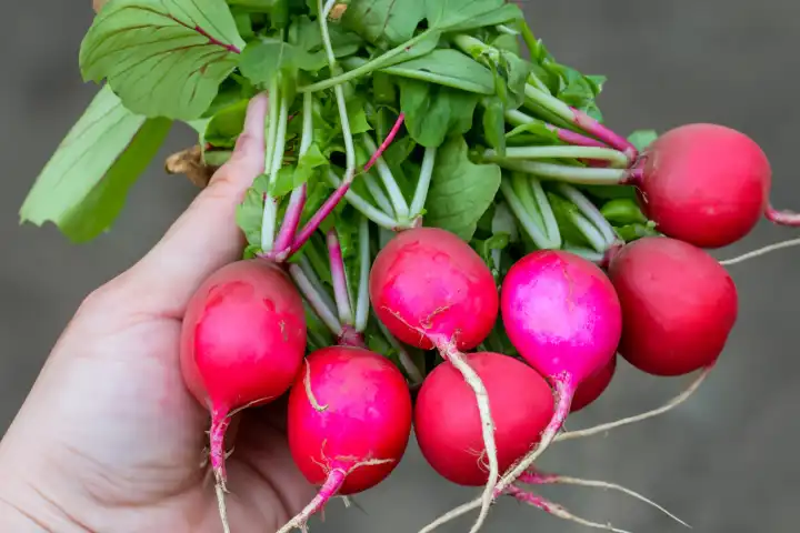 A bunch of radishes in your hand, AI generated,