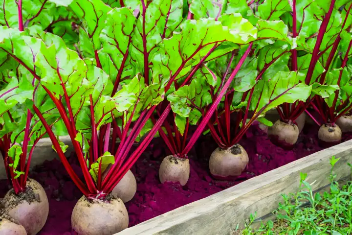 Beet grows in the raised bed, AI generated,