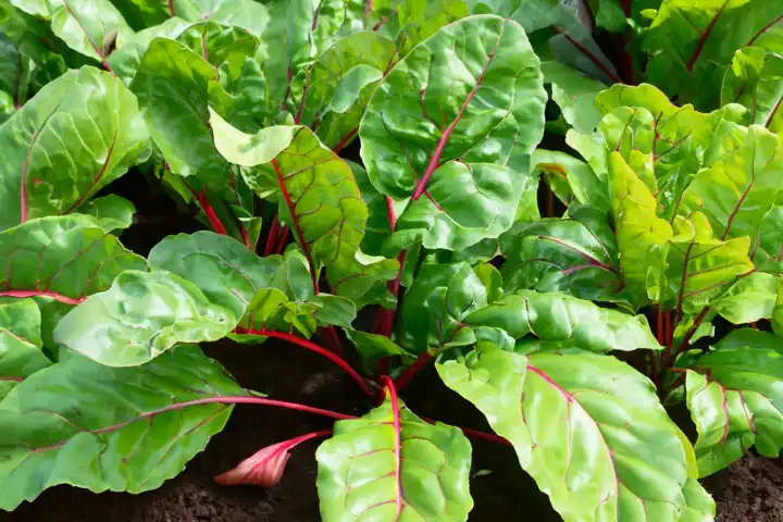 Swiss chard grows in the raised bed, AI generated,