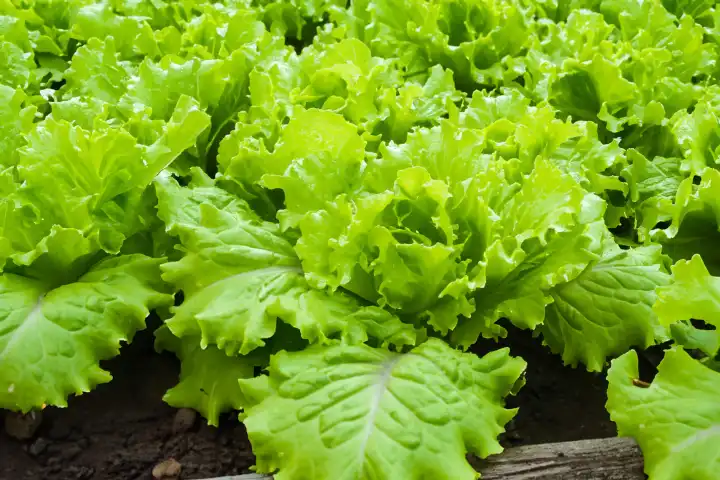 Lettuce grows in the raised bed, AI generated,