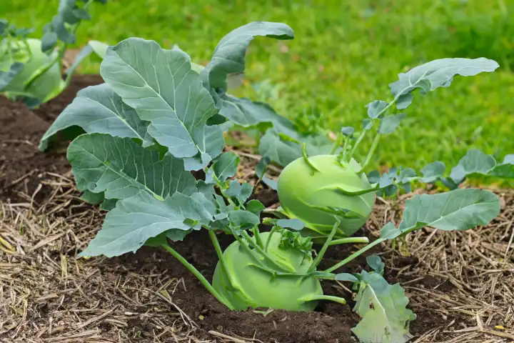 Kohlrabi grows in the raised bed, AI generated,