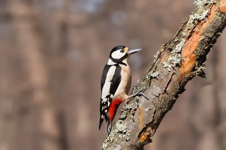 A great spotted woodpecker is sitting in a tree, AI generated,