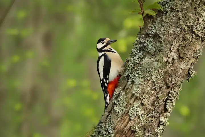 A great spotted woodpecker is sitting in a tree, AI generated,