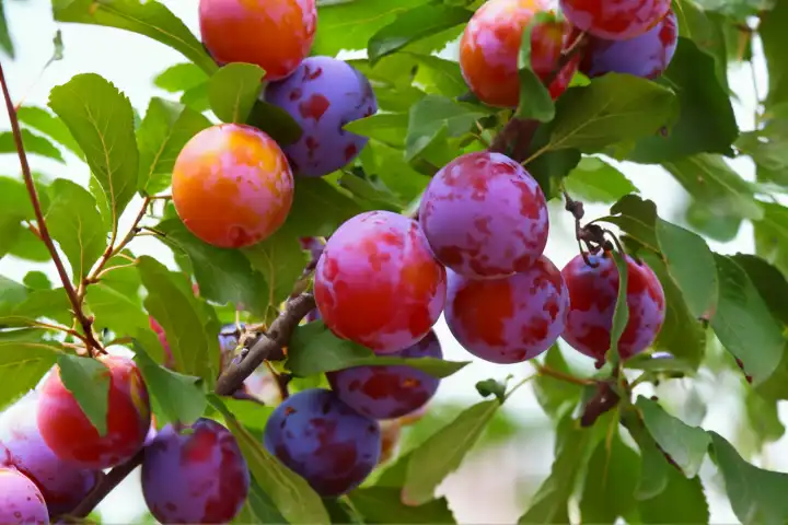 Plums on the tree, AI generated,