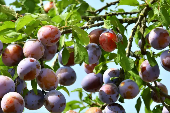 Plums on the tree, AI generated,