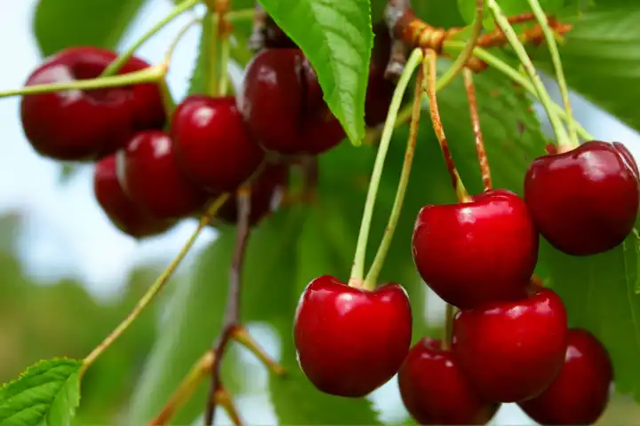 Cherries on the tree, AI generated,