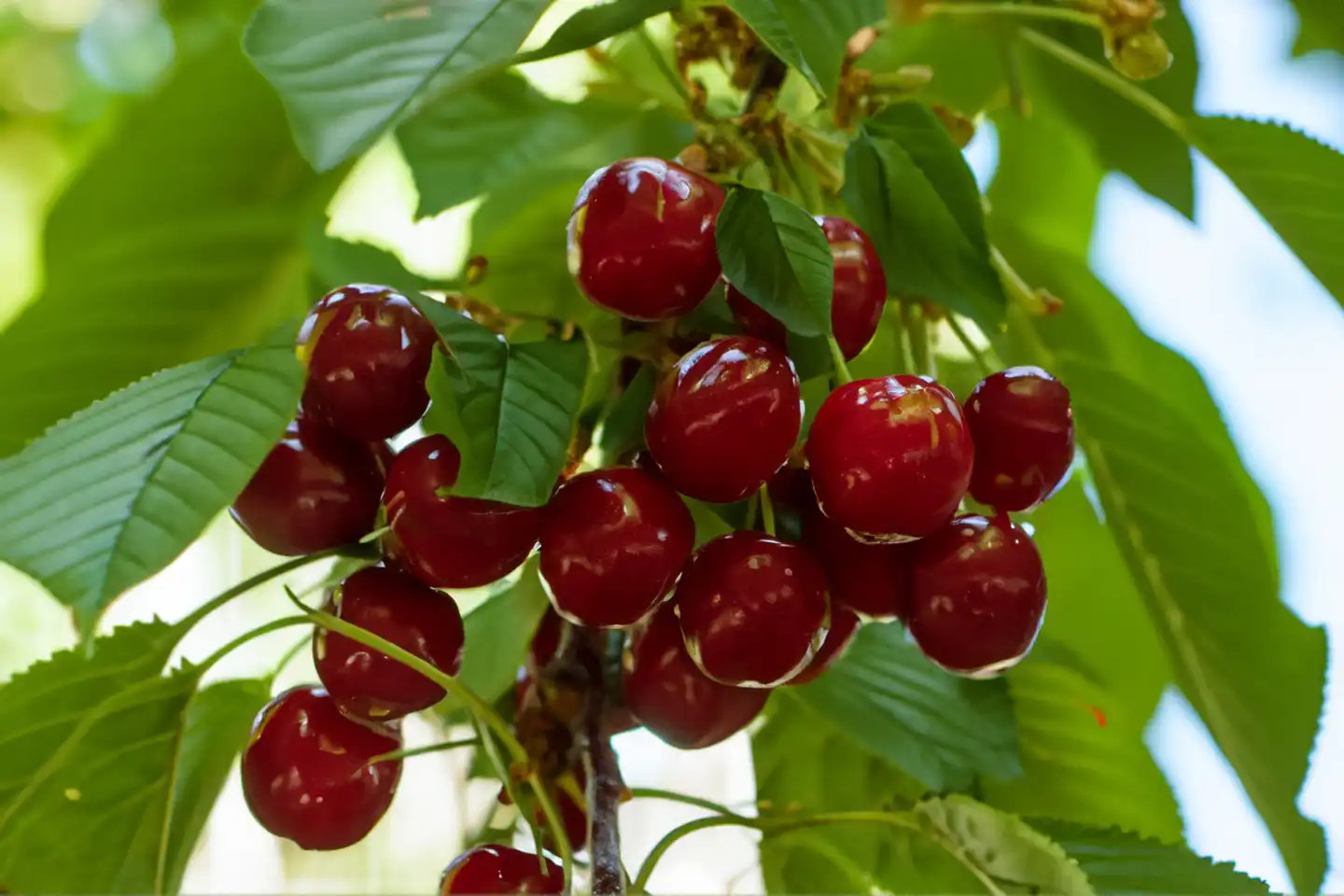 Cherries on the tree, AI generated,