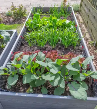 Vegetables in raised beds