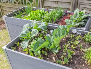 Vegetables in raised beds