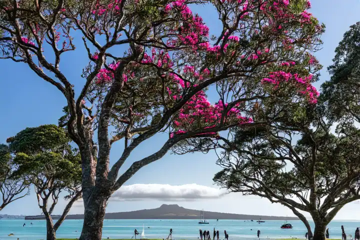 Pohutukawa-Bäume in voller Blüte mit Menschen und Hunden, die am Milford Beach spazieren gehen. Rangitoto Island versteckt in der Wolke. Auckland, KI generiert,