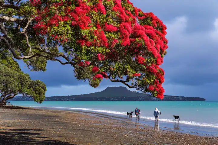 Pohutukawa-Bäume in voller Blüte mit Menschen und Hunden, die am Milford Beach spazieren gehen. Rangitoto Island versteckt in der Wolke. Auckland, KI generiert,