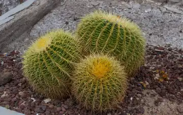 Golden globe cactus in Costa Adeje on Tenerife, Spain.