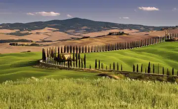 Landschaft mit Zypressen in der Toskana, Italien, generiert mit KI
