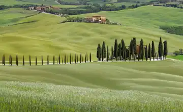 Landscape with cypresses in Tuscany, Italy, generated with AI