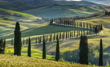 Landschaft mit Zypressen in der Toskana, Italien, generiert mit KI