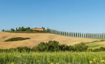 Landscape with cypresses in Tuscany, Italy, generated with AI
