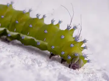 Thick caterpillar