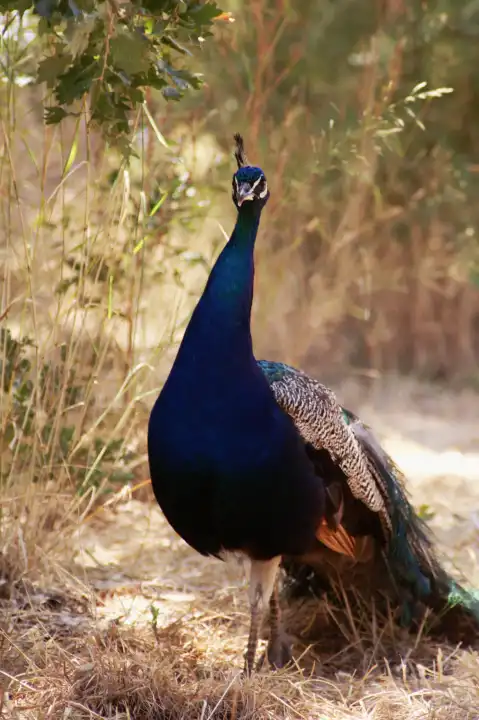 A magnificent peacock