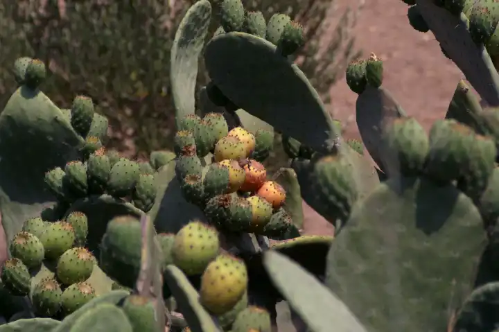 Opuntia ficus-indica Cactus fruit