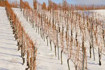 vineyard in snow