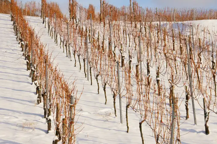 braune Weinreben über weißem Schnee