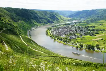 Moselle valley with Traben-Trarbach Wolf