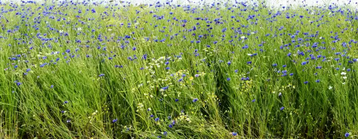 green rape field with many cornflowers panorama